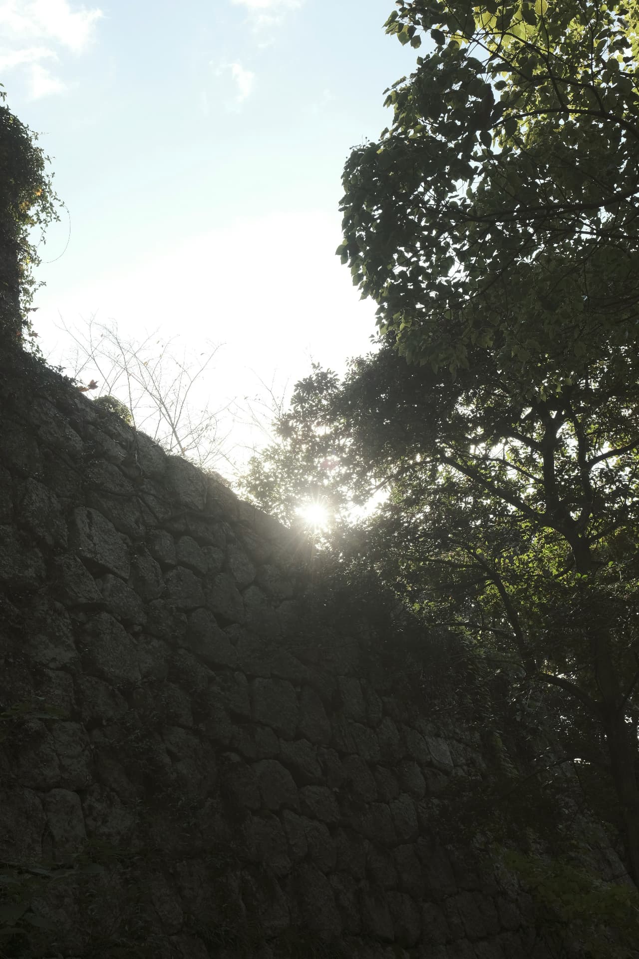 Sunlight breaking through green trees above an old stone wall